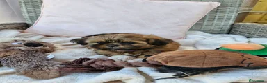 Shih Tzu 5