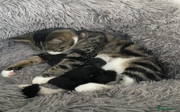 Domestic Shorthair cats for sale: 2 beautiful kittens - Image 1