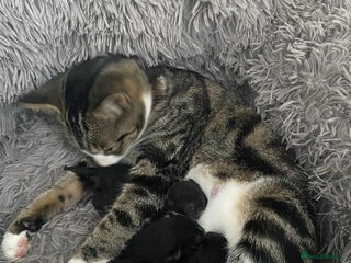 Domestic Shorthair cats - Advert 1