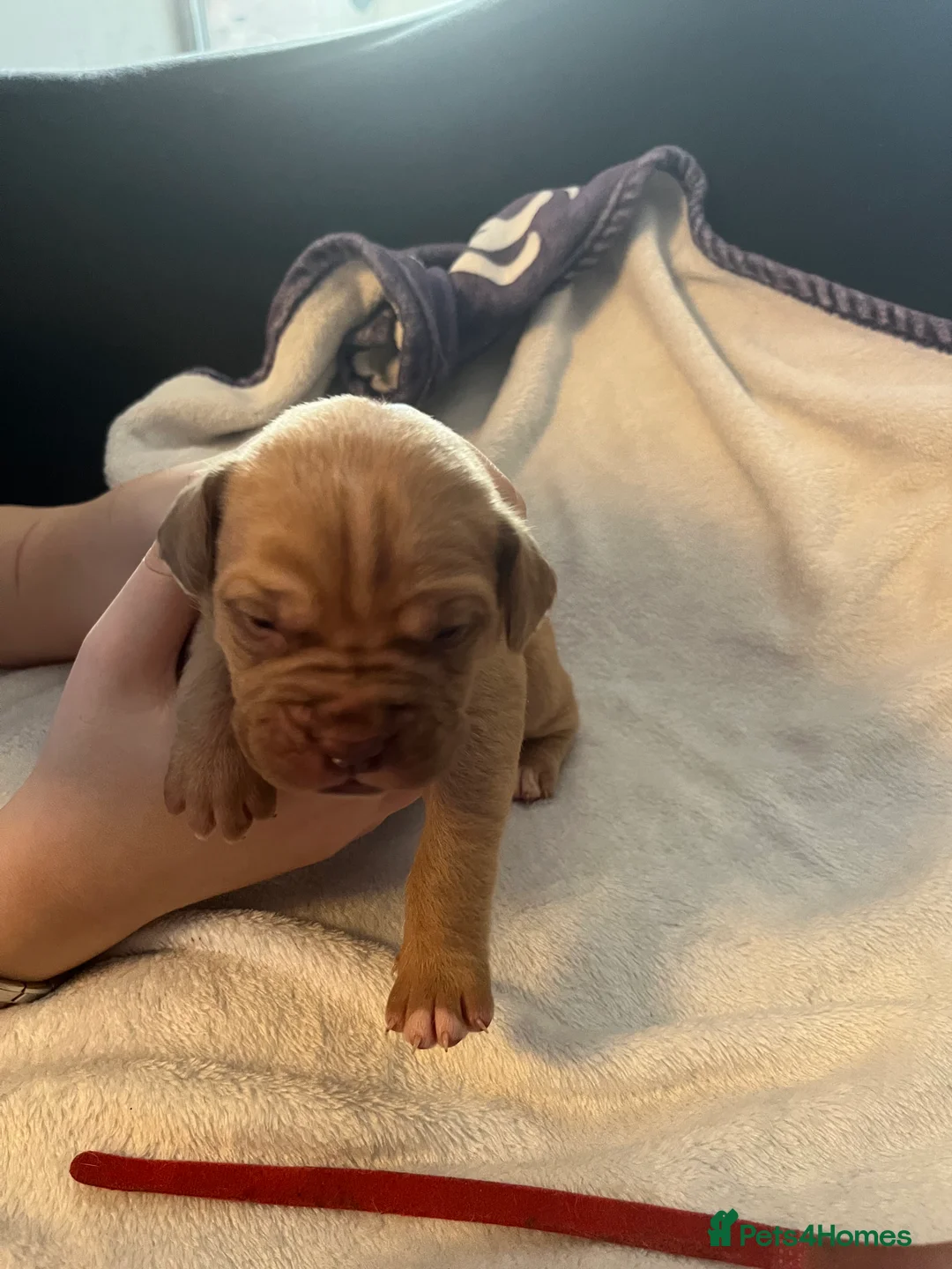 Dogue De Bordeaux dogs for sale: Dogue de Bordeaux puppies - Advert 9