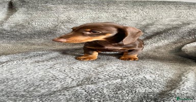 Dachshund dogs - Advert 7