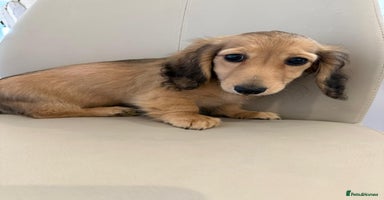 Dachshund dogs - Advert 15
