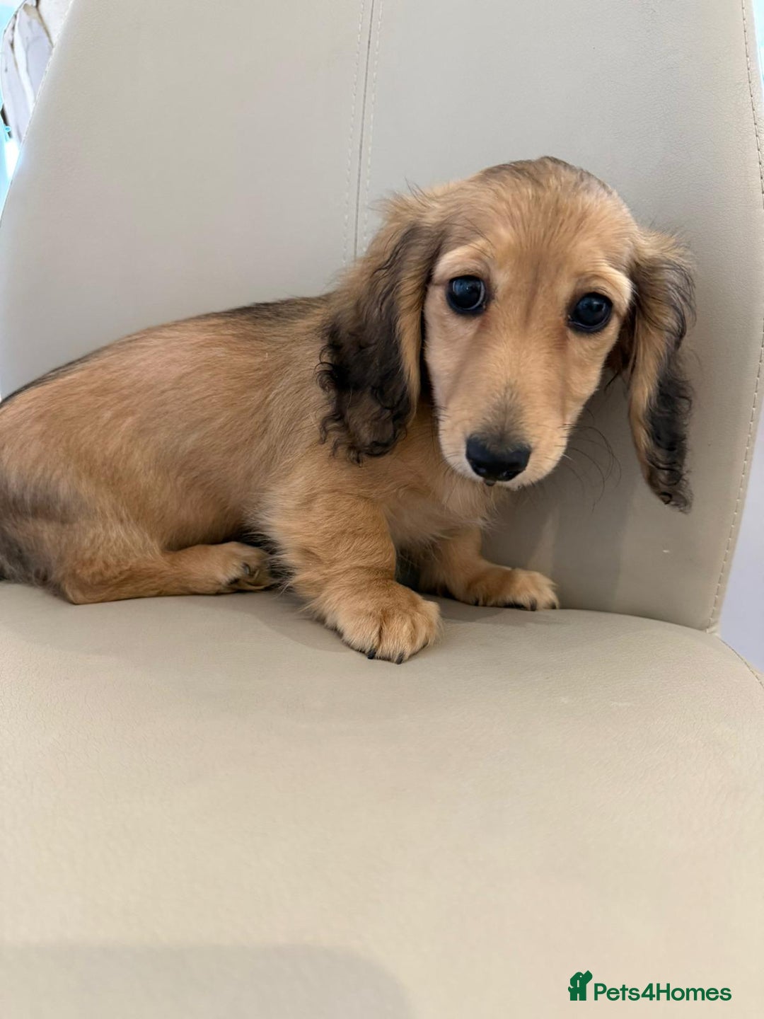 Dachshund dogs for sale: Cream boy and girl Miniature dachshund - Image 7