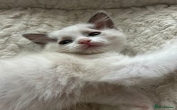 Ragdoll cats for sale: 5 Pure Ragdoll kittens - All Females -Pickup Ready - Image 9