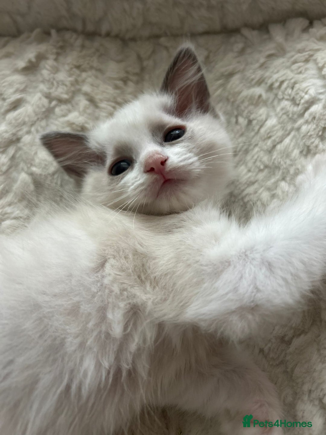Ragdoll cats for sale: 5 Pure Ragdoll kittens - All Females -Pickup Ready - Image 9