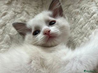 Ragdoll cats - Advert 19