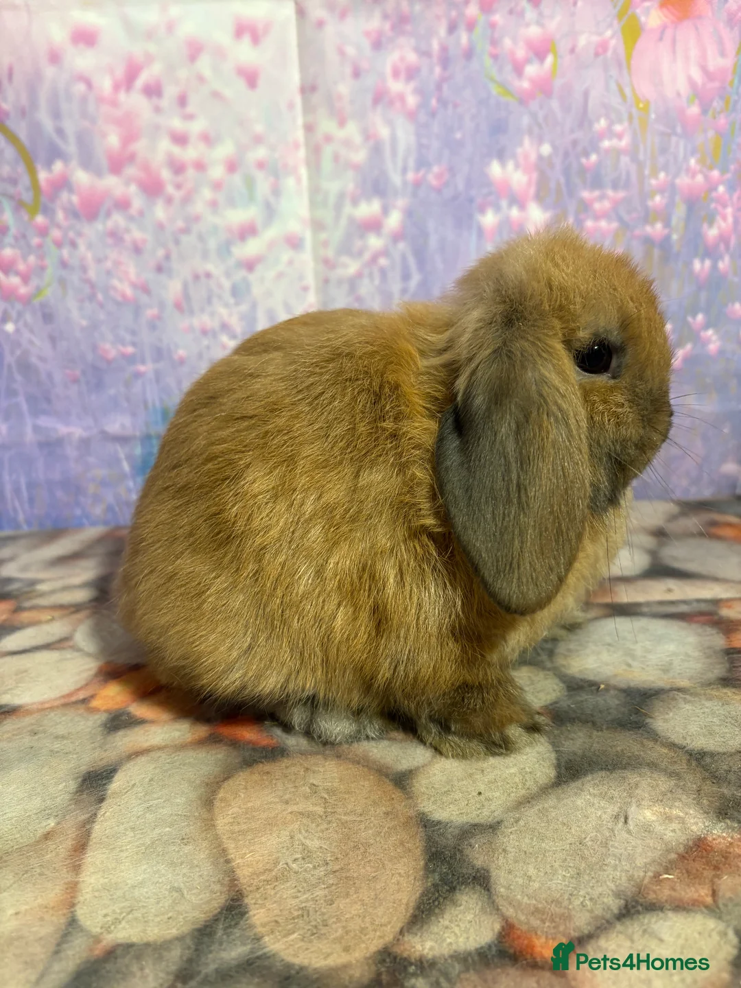 Mini Lop rabbits for sale: Mini lops vaccinated ready to leave - Advert 2