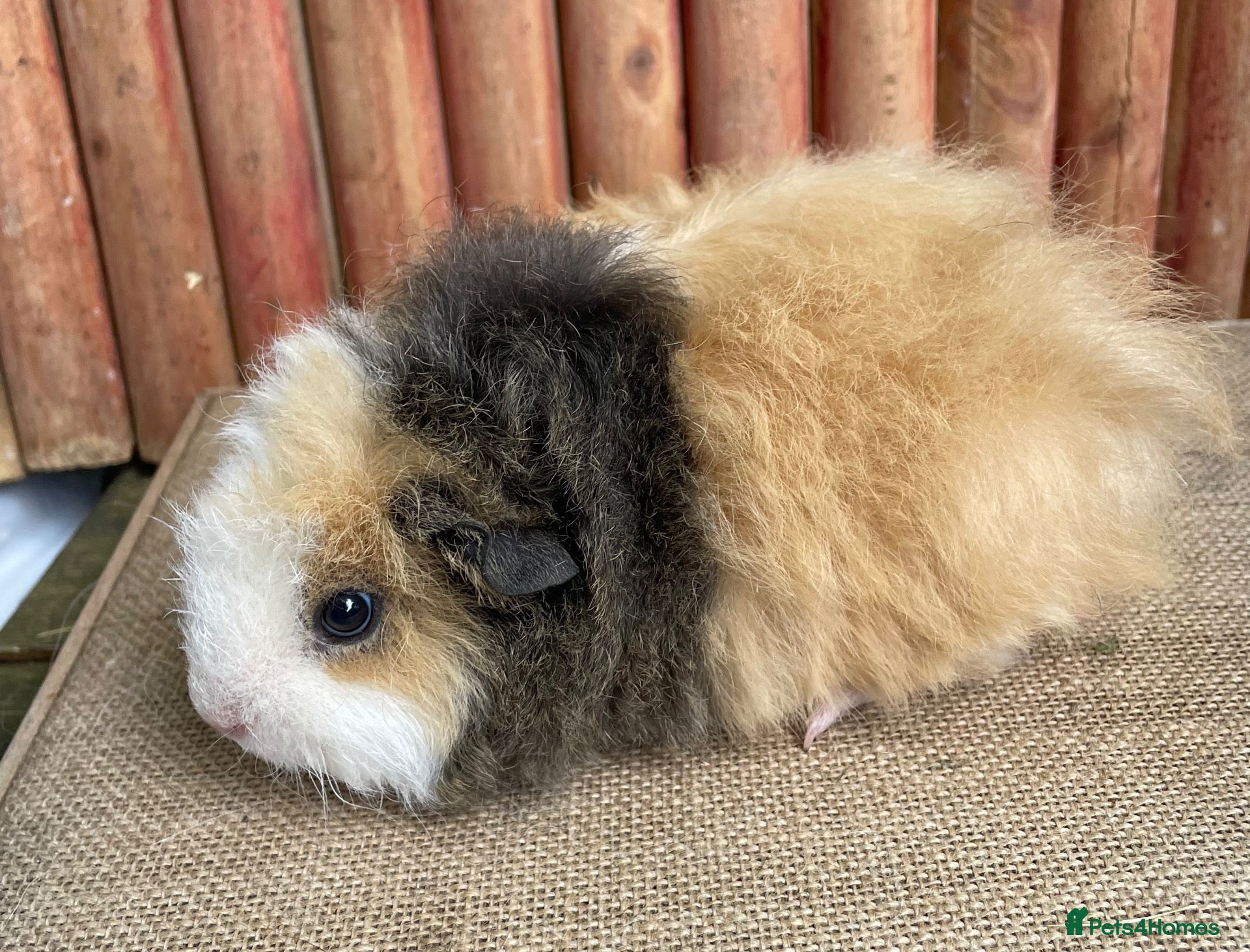 Guinea Pig rodents Satin baby boar. - Advert 1