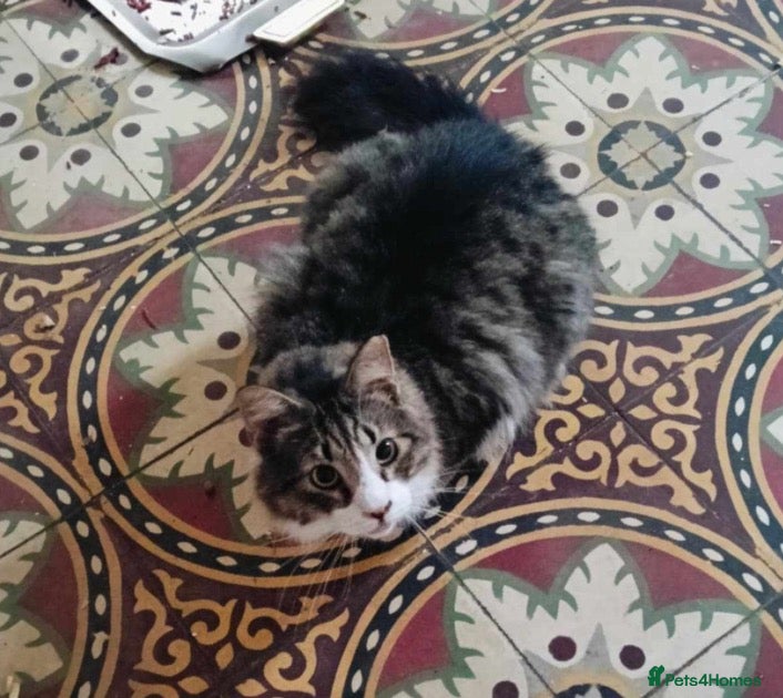 Mixed Breed cats Blind, loving Philippe is looking for a home - Advert 2