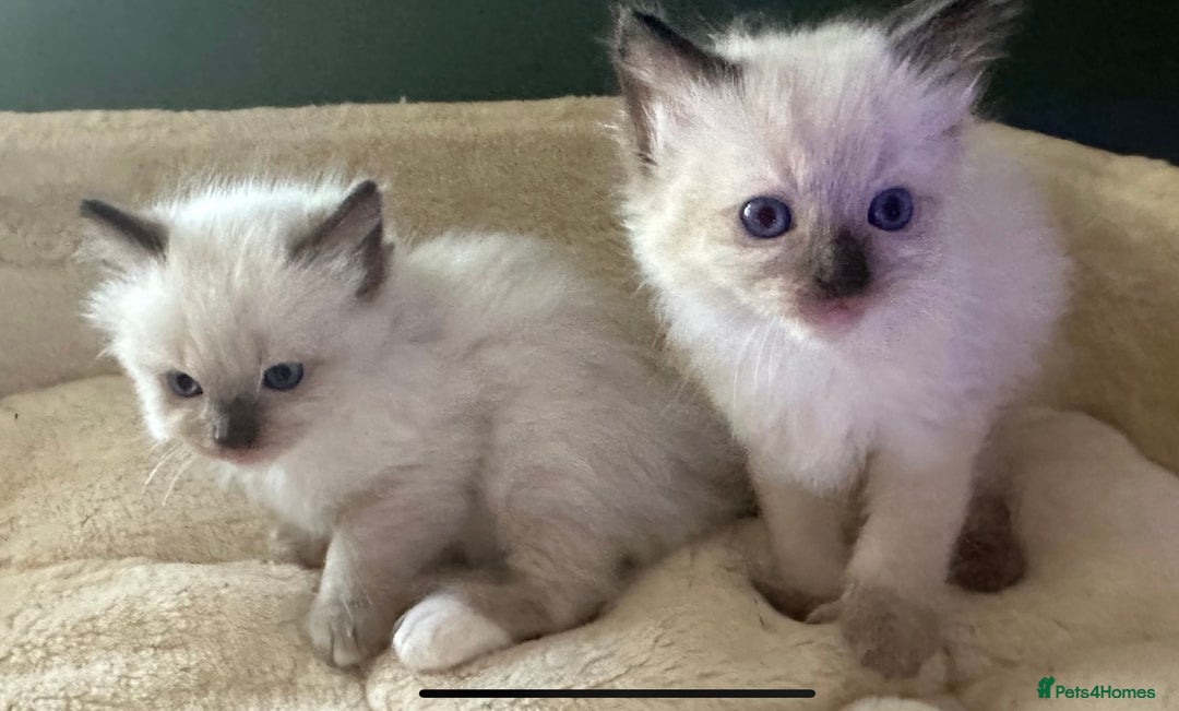 Ragdoll cats for sale: Ragdoll Boys - Image 6