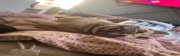 French Bulldog dogs for sale: French bulldog female  - Advert 2