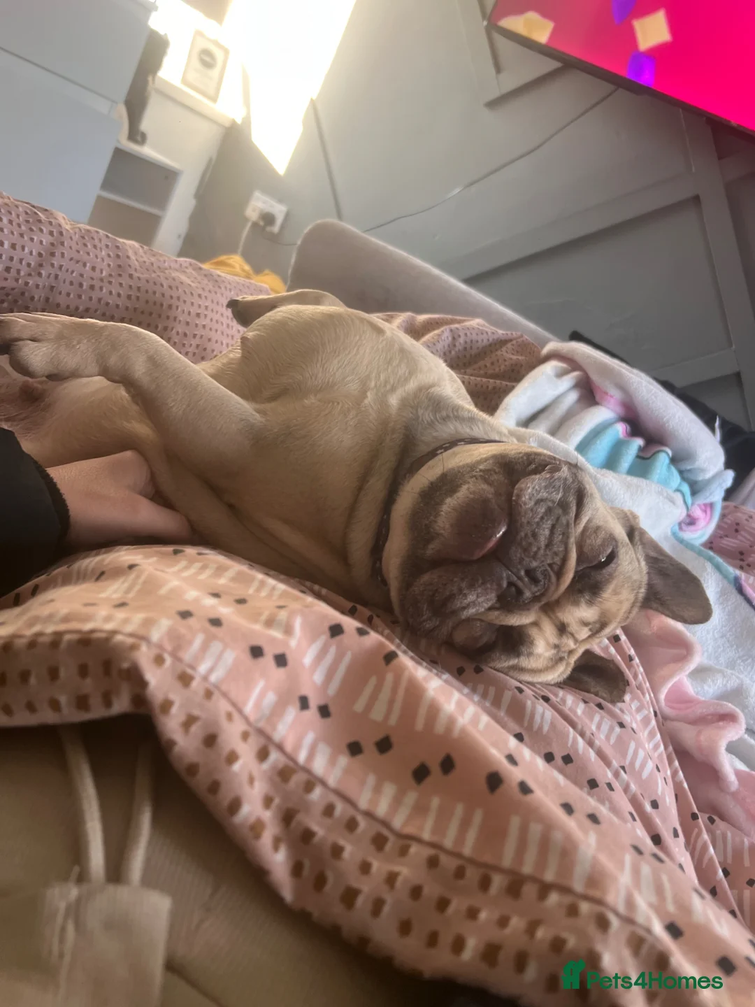 French Bulldog dogs for sale: French bulldog female  - Advert 2