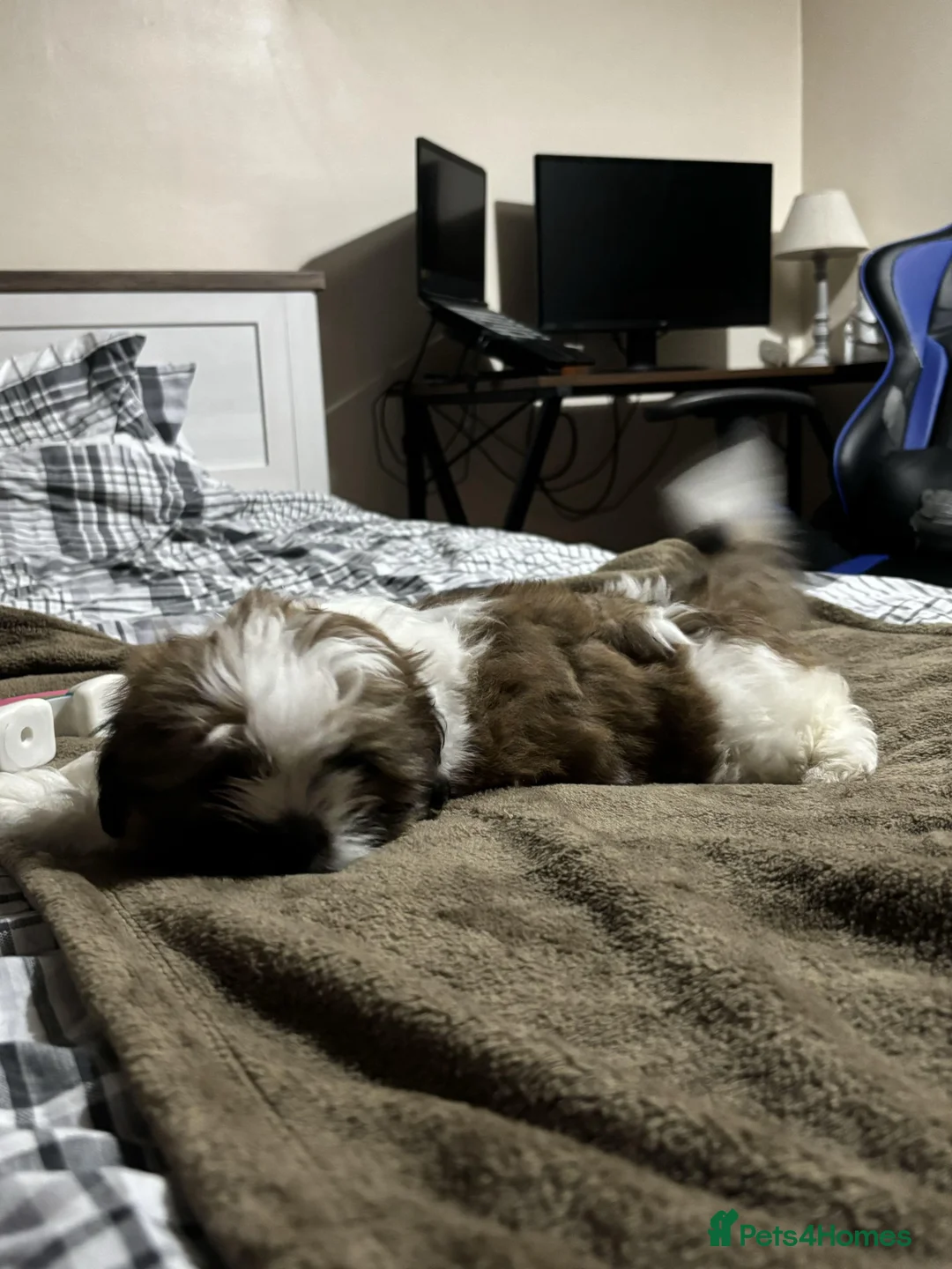 Shih Tzu dogs for sale: Shih Tzu puppies - Advert 24