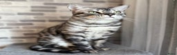 Bengal cats for sale: TICA Registered Silver Bengal - Advert 15