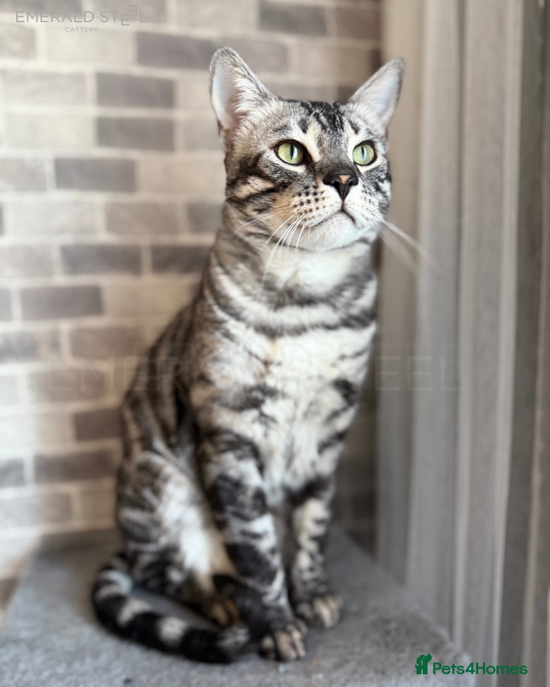 Bengal cats for sale: TICA Registered Silver Bengal - Advert 15