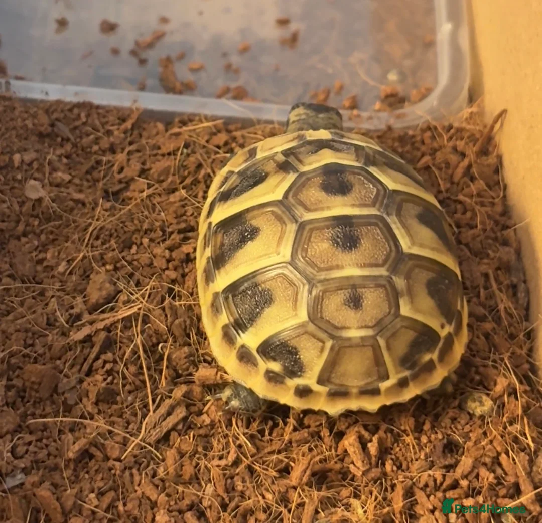 Hermann Tortoise reptiles for sale: Baby Herman Tortoise  in Belvedere - Advert 2