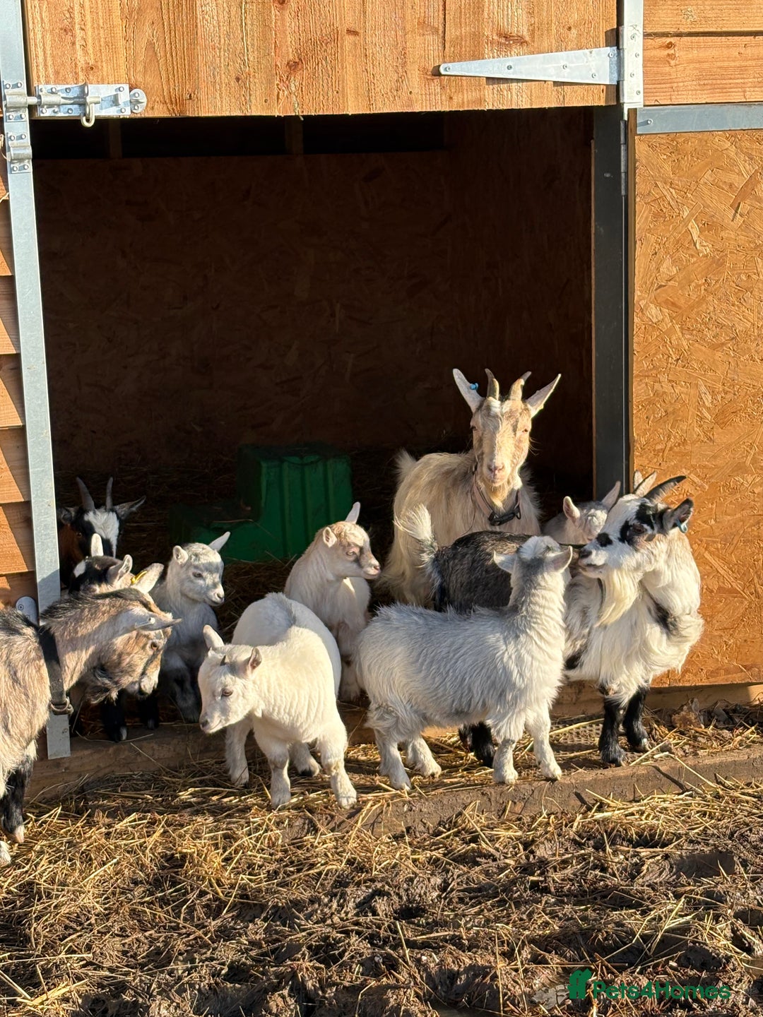 Goats livestock for sale: Beautiful Pygmy goat kids - stunning colours  - Advert 3