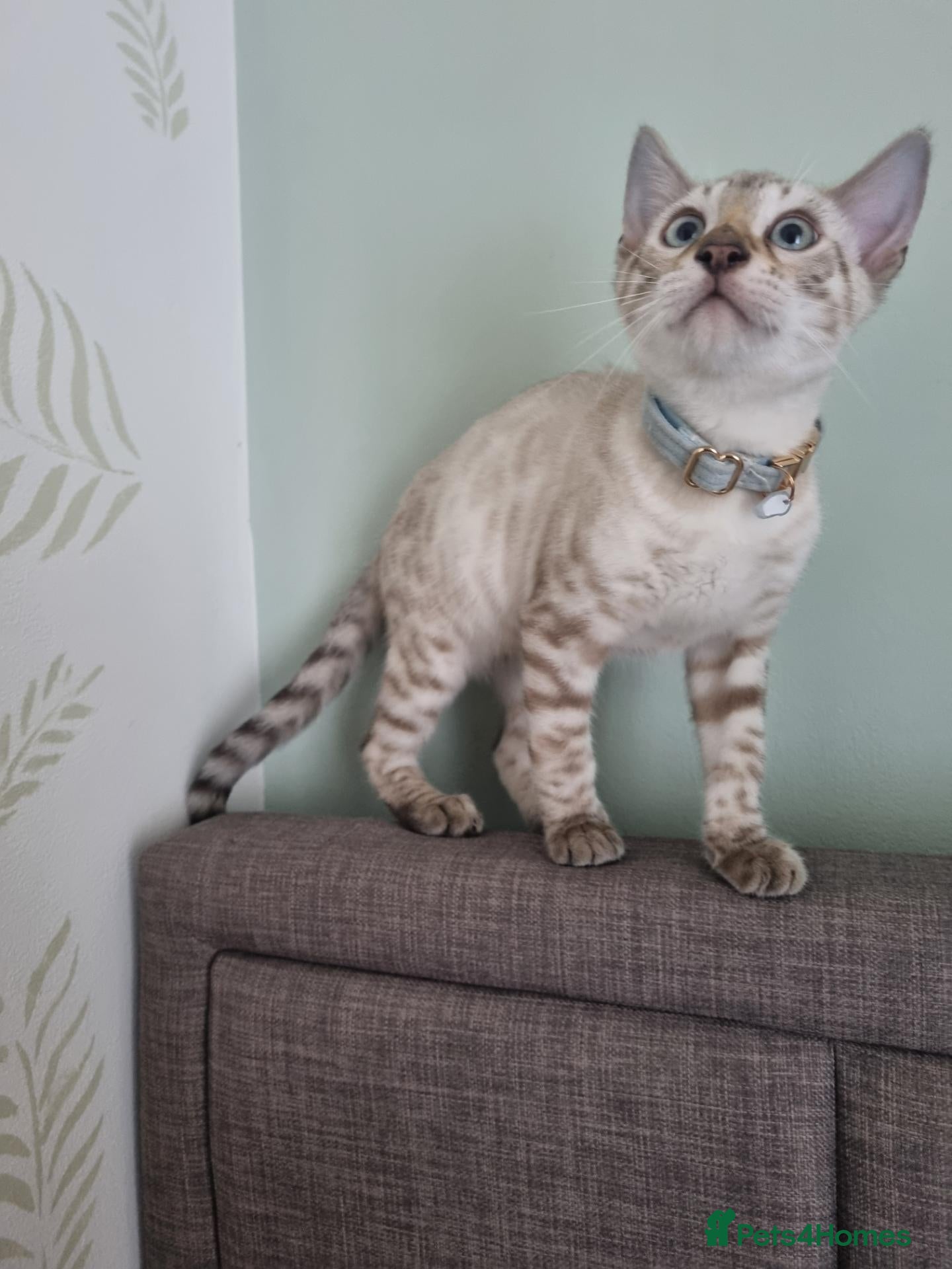 Bengal cats Pedigree Bengal kittens - Advert 2
