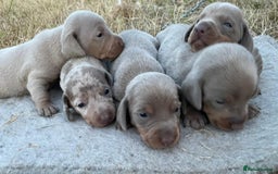 Miniature Dachshund dogs for sale: Miniature dachshund - Image 6