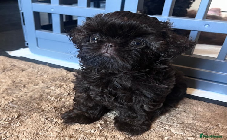 Shih Tzu dogs - Advert 8
