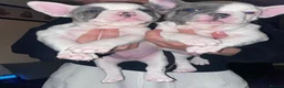 French Bulldog dogs for sale: Beautiful litter of 3 French bulldog boys  - Advert 3