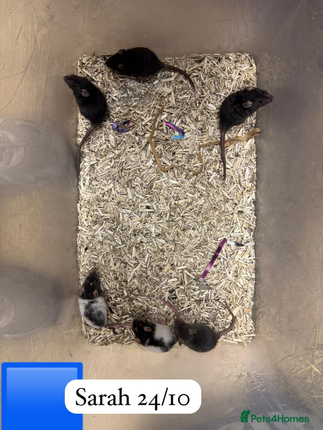 Rat rodents for sale: Beautiful baby full size and dwarf rats ready 9Dec - Advert 15