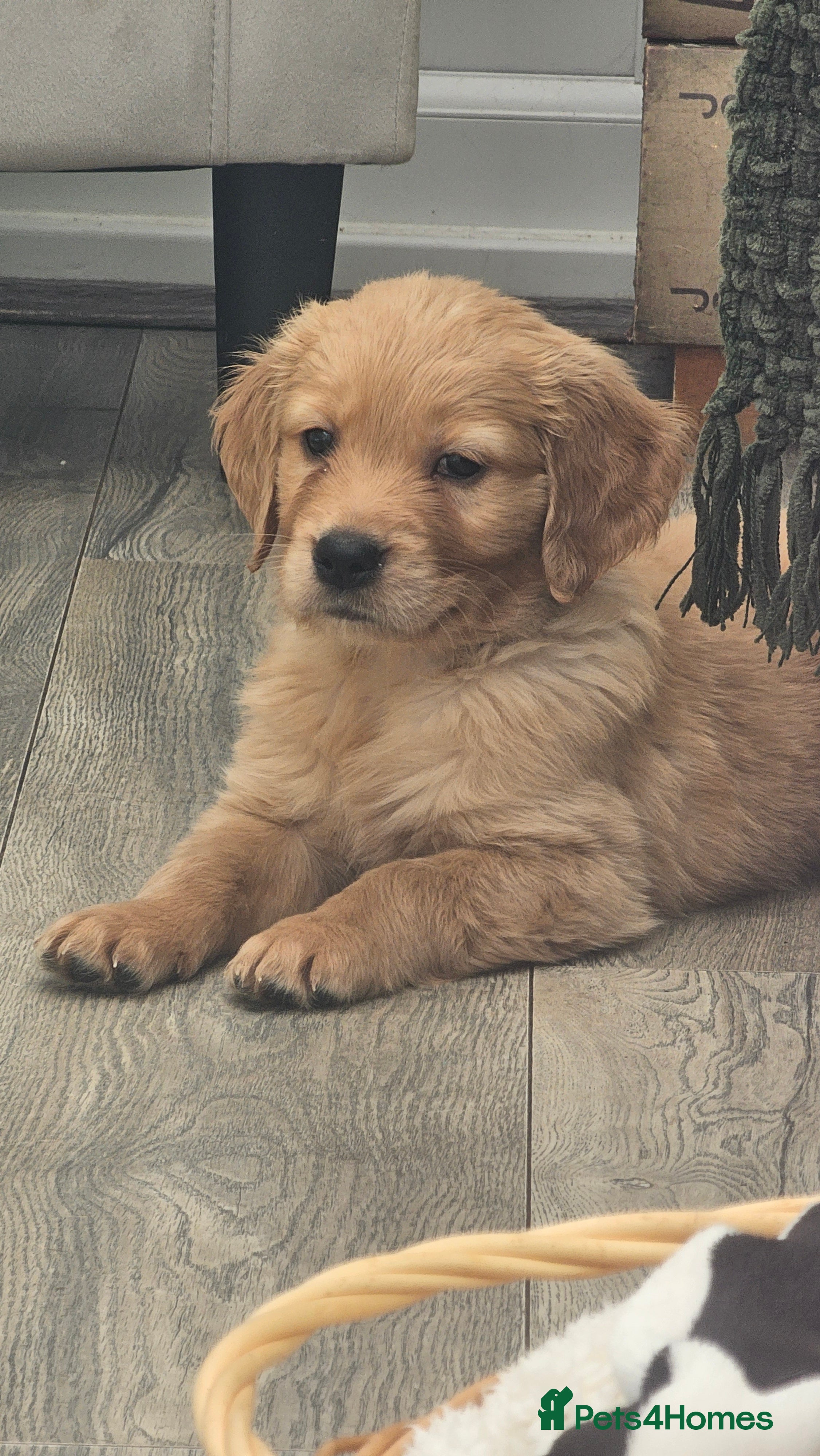 Golden Retriever dogs Amazing shades long awaited litter - Advert 15