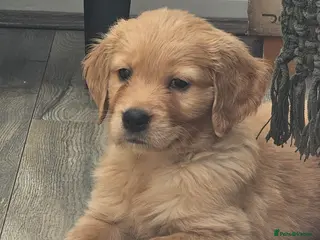 Golden Retriever dogs Amazing shades long awaited litter - Advert 15