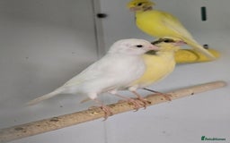 Canaries birds for sale: Beautiful Canaries, Goldfinches, Zebras, Bengies!! - Image 11