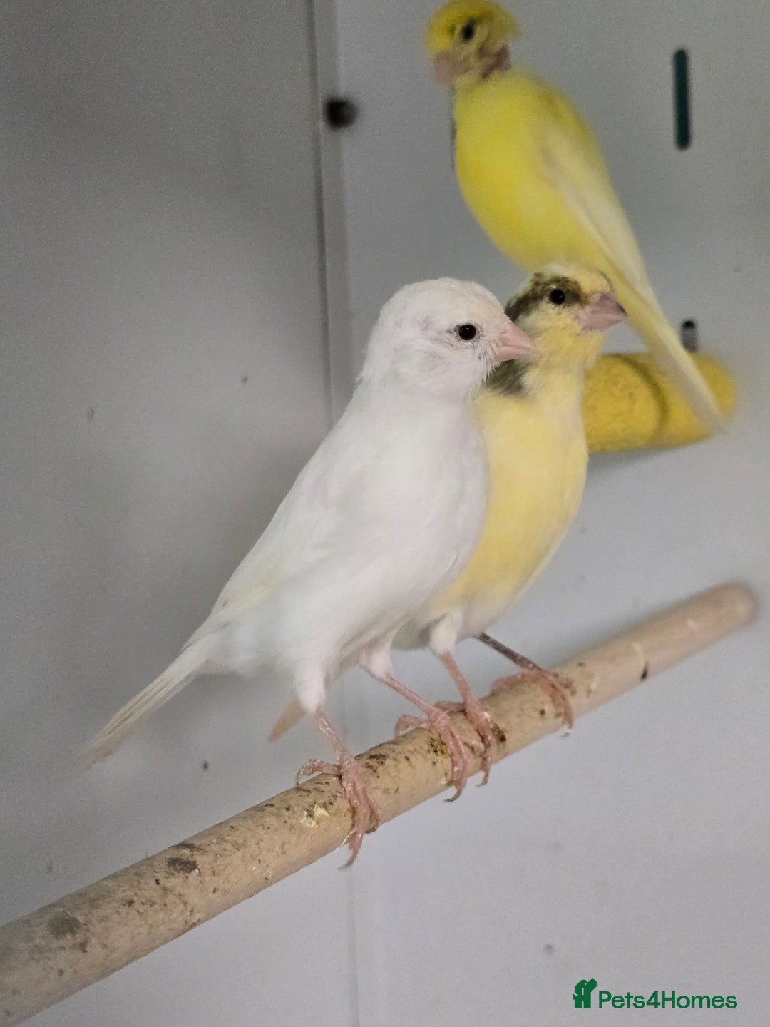 Canaries birds for sale: Beautiful Canaries, Goldfinches, Zebras, Bengies!! - Image 11