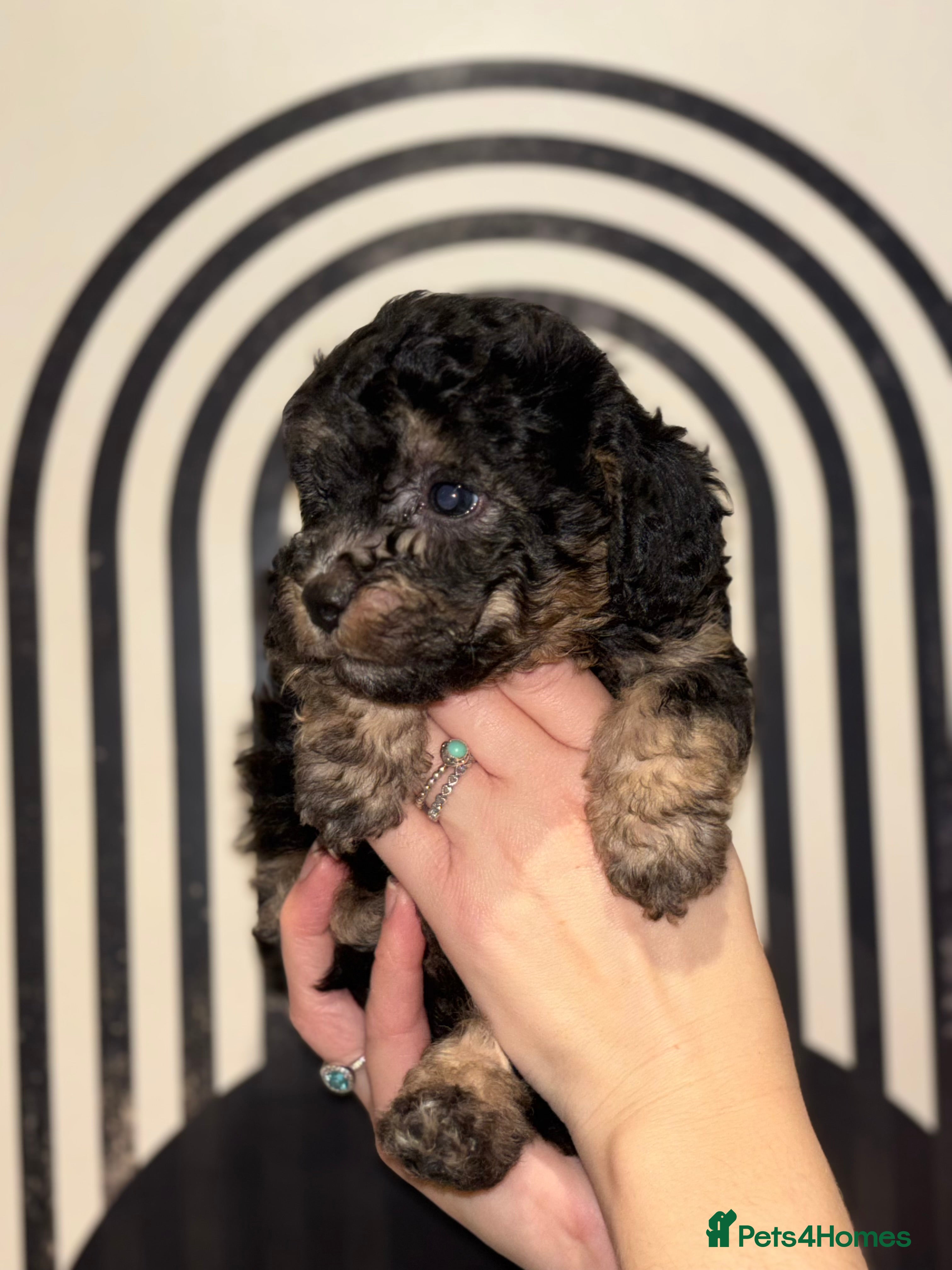 Poochon dogs Beautiful Poochon’s 3 Left 💙🩷💙 - Advert 1