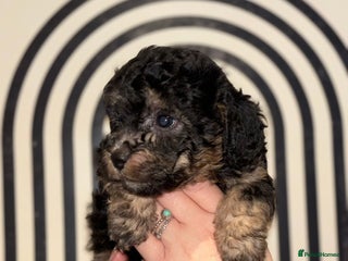 Poochon dogs Beautiful Poochon’s - Advert 2