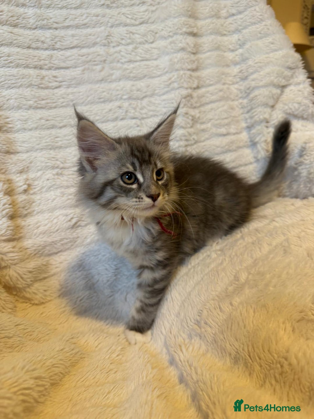 Maine Coon cats for sale: Beautiful friendly Maine Coon cross Kittens  - Advert 26