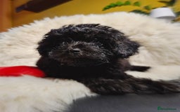 Toy Poodle dogs for sale: Teddy face ASIAN toy poodle pups - ready now  - Image 3