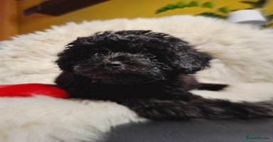 Toy Poodle dogs - Advert 11