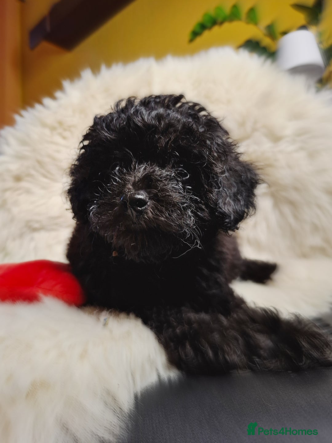 Toy Poodle dogs for sale: Teddy face ASIAN toy poodle pups - ready now  - Image 3
