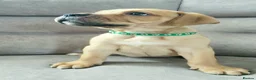 Mixed Breed dogs for sale: Mastiff Bordeaux Puppies - Advert 6