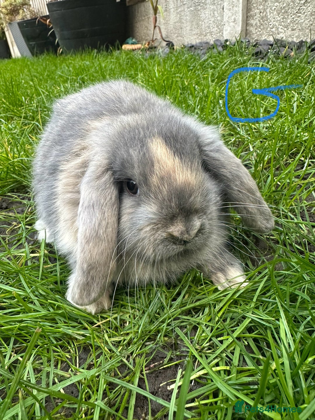 Mini Lop rabbits for sale: Mini Lop Rabbits For Sale  - Advert 2