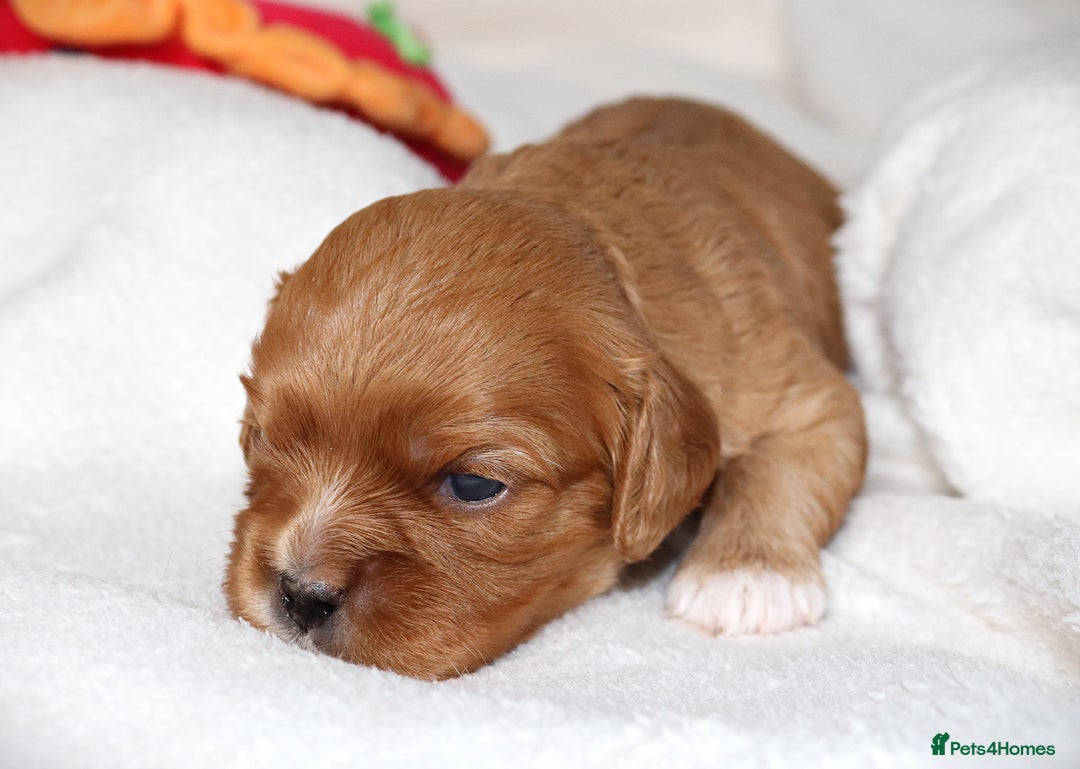 Cavapoo dogs for sale: 🌟Rare F1b Reverse Cavapoo(3/4 Cavalier1/4 Poodle) - Image 10
