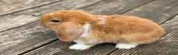 Mini Lop rabbits for sale: Three cute mini lops. - Advert 16