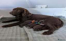 Cocker Spaniel dogs for sale: Cocker spaniel  - Image 1