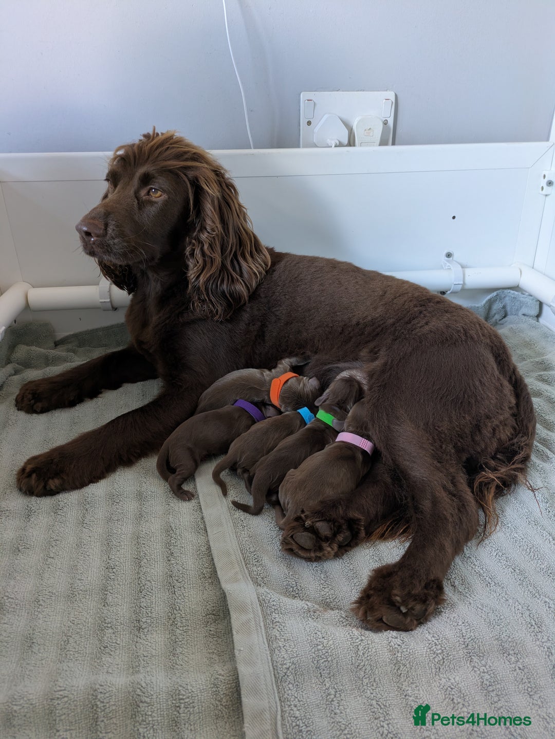 Cocker Spaniel dogs for sale: Cocker spaniel  - Image 1