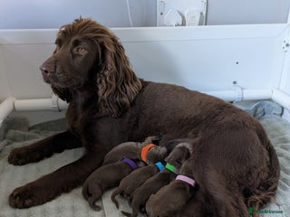 Cocker Spaniel dogs - Advert 20