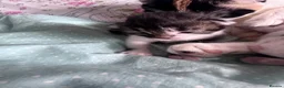 Mixed Breed cats for sale: Girl kittens - Advert 8