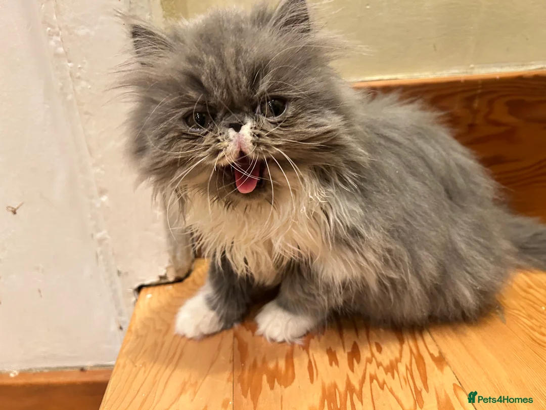 Persian cats for sale: Stunning pedigree Persian kittens - Advert 4