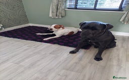 Mixed Breed dogs for sale: Cane Corso cross American bulldog puppy's  - Image 9