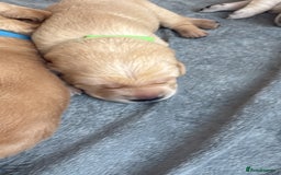 Labrador Retriever dogs for sale: Beautiful chunky yellow  Labrador puppy’s  - Image 22