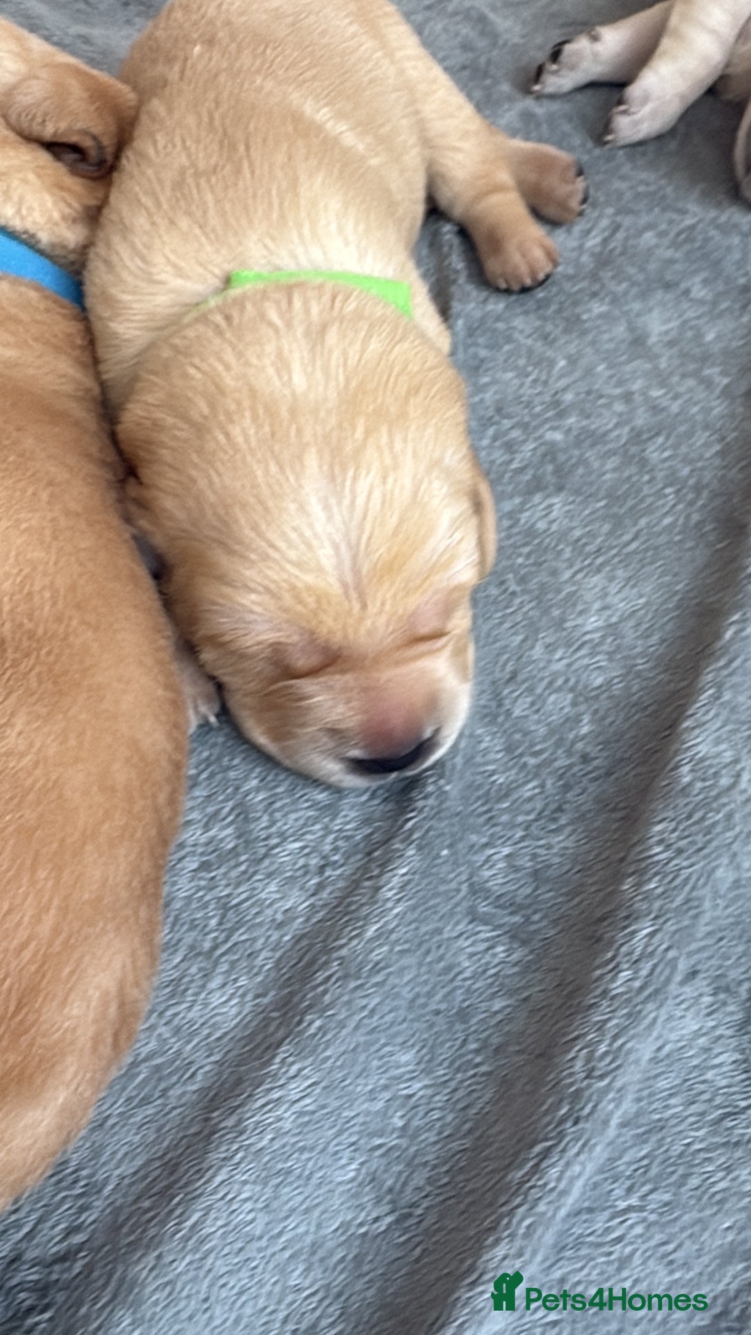 Labrador Retriever dogs for sale: Beautiful chunky yellow  Labrador puppy’s  - Image 22