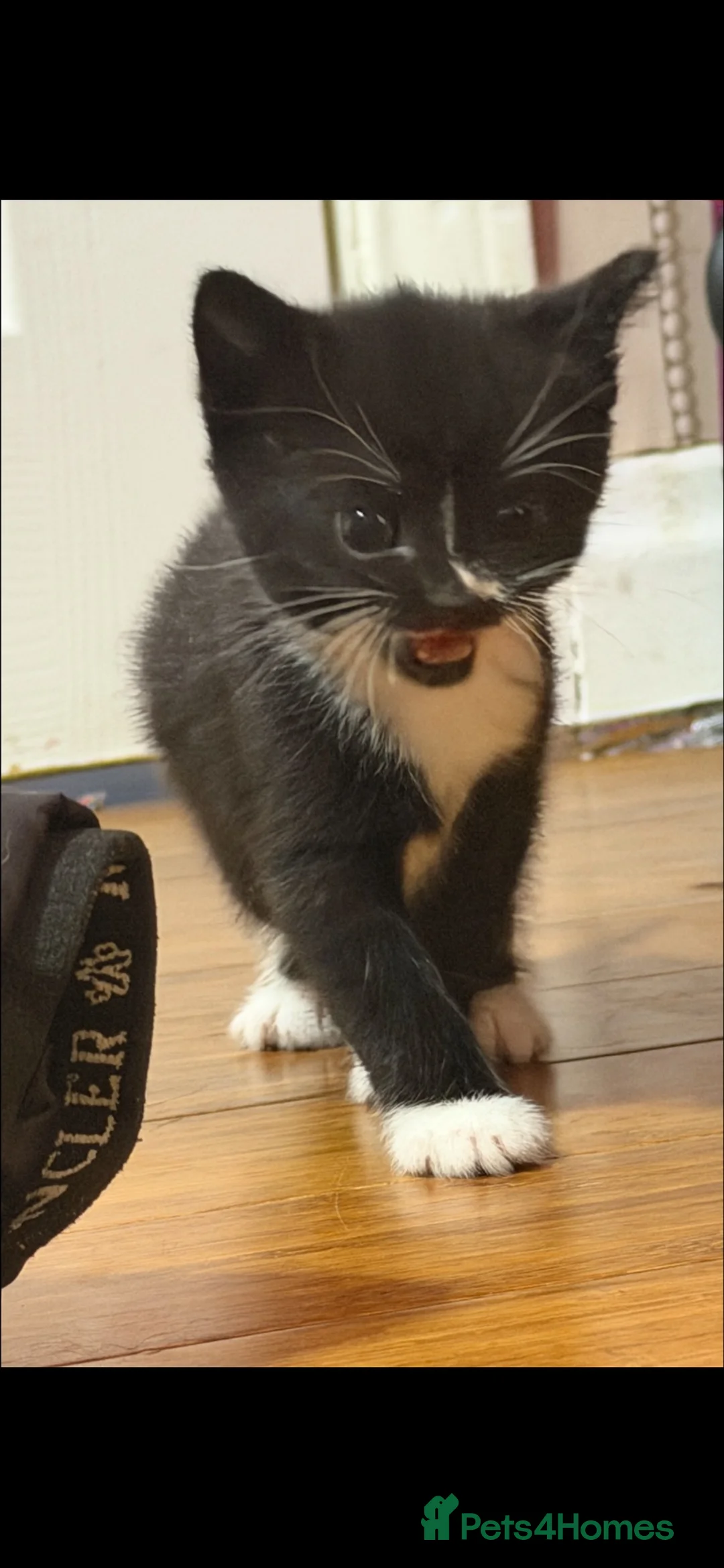 Mixed Breed cats for sale: 4 beautiful kittens  - Advert 2