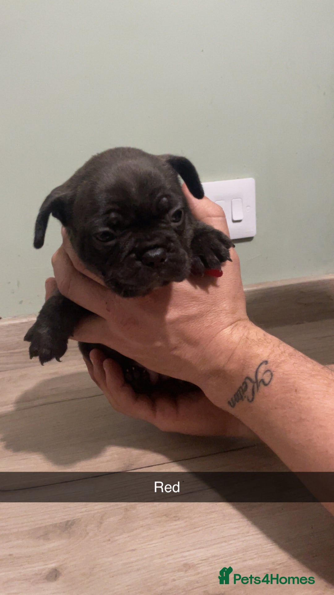 French Bulldog dogs for sale: Frenchie cross  - Advert 2